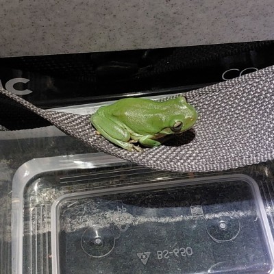 Teria 563 TSV duckpond stowaway frog 1000034871.jpg